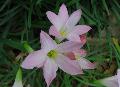 Argentine Rain Lily / Habranthus robustus 